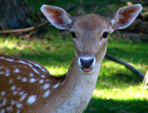 a young brown deer with white spots, Monterey peninsula, CA
