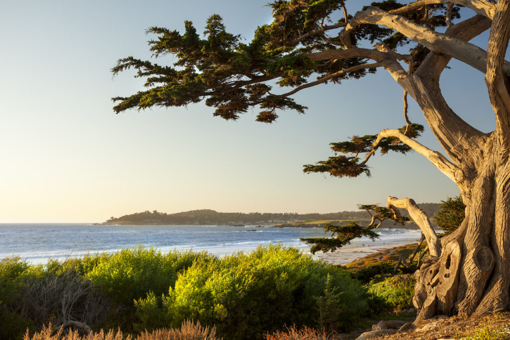A view of the Pacific Ocean from the coastline in Carmel, California near Monterey. Green shrubbery and a tree are shown in the foreground, and rolling hills are visible in the background.